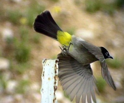 Levantbulbyl White-eyed Bulbul (White-spectacled Bulbul) Pycnonotus xanthopygos