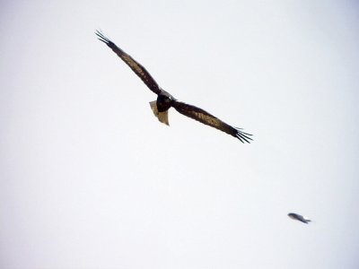 Brun krrhk Circus aeruginosus  Marsh Harrier (Eurasian Marsh Harrier)