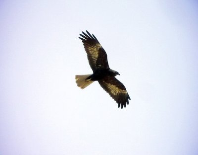 Brun krrhk Circus aeruginosus  Marsh Harrier (Eurasian Marsh Harrier)