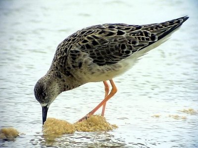 Brushane RuffPhilomachus pugnax