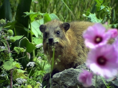 Klippdass, Rock Hyra, Procavia syriaca