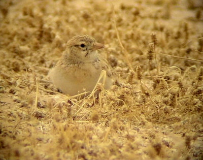 Streckad kenlrka Dunn's Lark Eremalauda dunni