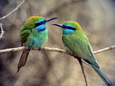 Grn dvrgbitare Little Green Bee-eater Merops orientalis