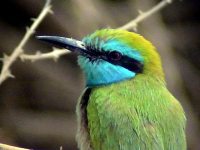 Grn dvrgbitare Little Green Bee-eater Merops orientalis