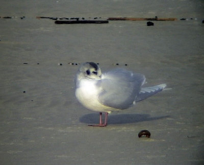 Dvrgms Little Gull Hydrocoloeus minutus