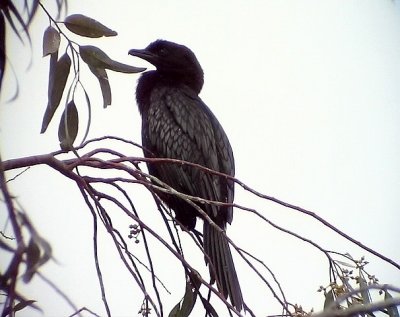 Dvärgskarv Pygmy Cormorant Phalacrocorax pygmeus