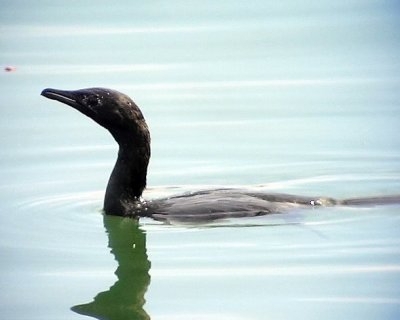 Dvrgskarv Pygmy Cormorant Phalacrocorax pygmeus