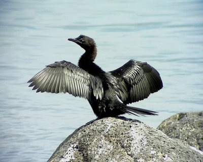 Dvrgskarv Pygmy Cormorant Phalacrocorax pygmeus