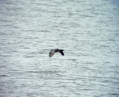 Dvrgskarv Pygmy Cormorant Phalacrocorax pygmeus