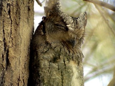 Dvrguv Otus scops European Scops Owl (Eurasian Scops Owl)