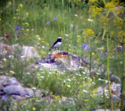 Finschstenskvtta Finsch's Wheatear Oenanthe finschii