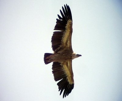 Gsgam Eurasian Griffon Vulture Gyps fulvus