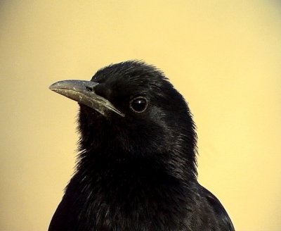 Sinaiglansstare Tristram's Starling Onychognathus tristramii