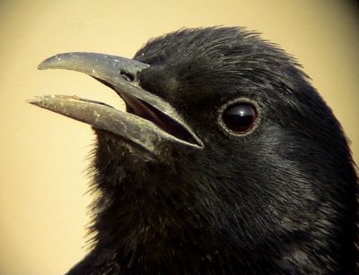 Sinaiglansstare Tristram's Starling Onychognathus tristramii