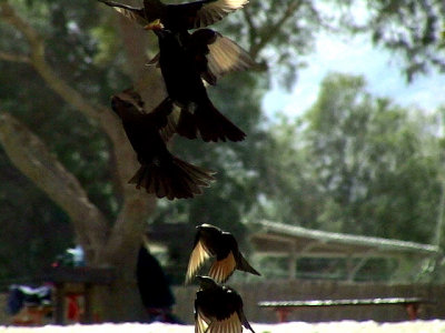 Sinaiglansstare Tristram's Starling Onychognathus tristramii