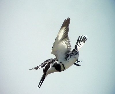 Grfiskare<br> Pied Kingfisher<br> Ceryle rudis