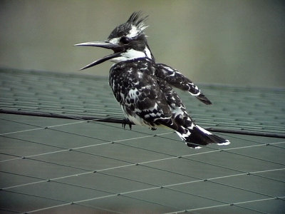 Grfiskare Pied Kingfisher Ceryle rudis