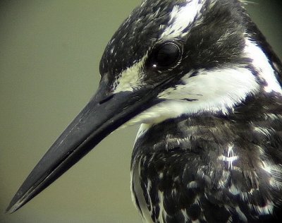 Grfiskare Pied Kingfisher Ceryle rudis