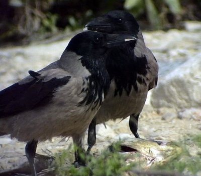 Krka Corvus corone Carrion Crow (Carrion/Hooded Crow)