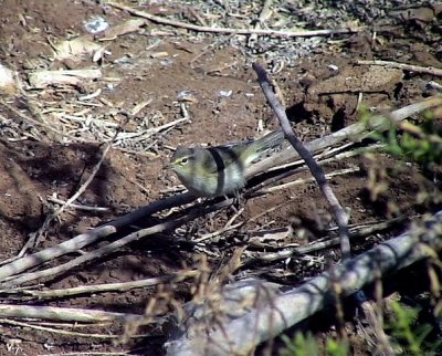 Gransngare Phylloscopus collybita Chiffchaff (Common Chiffchaff)