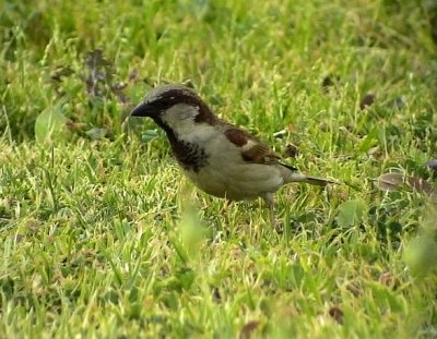 Grsparv Passer domesticus House Sparrow