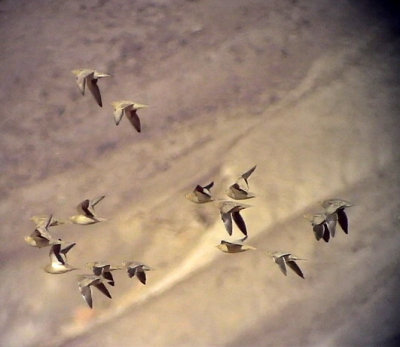 kenflyghna Spotted Sandgrouse Pterocles senegallus