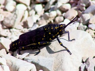 Usherhopper grasshopper <br> poekilocerus bufonius