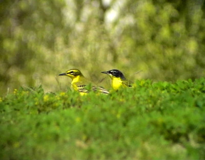 Gulrla Yellow wagtail Motacilla flava