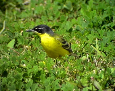 Gulrla Yellow wagtail Motacilla flava