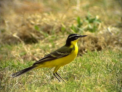 Gulrla Yellow wagtail Motacilla flava