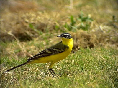 Gulrla Yellow wagtail Motacilla flava (superciliaris)