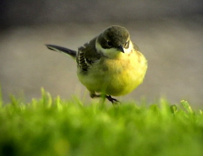 Gulrla Yellow wagtail Motacilla flava