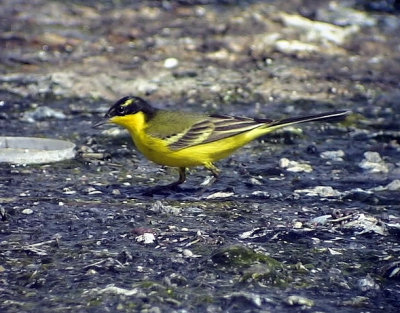 Gulrla Yellow wagtail Motacilla flava