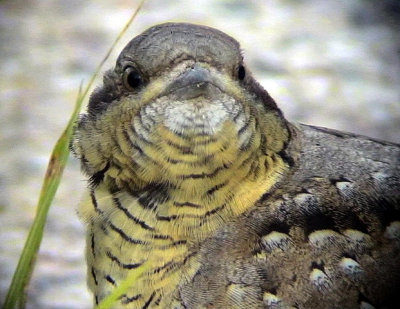 Gktyta Eurasian Wryneck Jynx torquilla