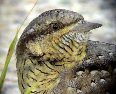 Gktyta Eurasian Wryneck Jynx torquilla