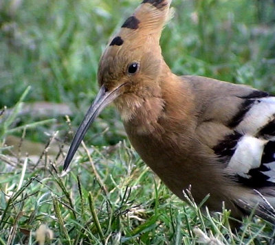 Hrfgel Eurasian Hoopoe Upupa epops