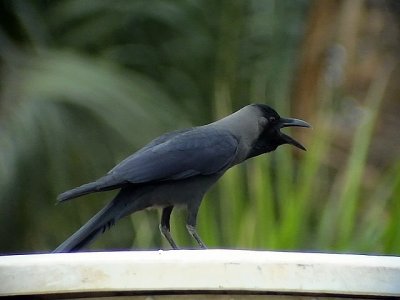 Huskrka House Crow Corvus splendens