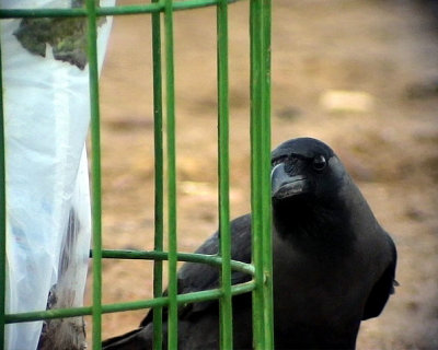 Huskrka House Crow Corvus splendens