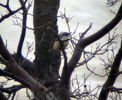 Klippntvcka Western Rock Nuthatch Sitta neumayer