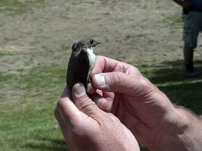 Klippsvala Eurasian Crag Martin Ptyonoprogne rupestris