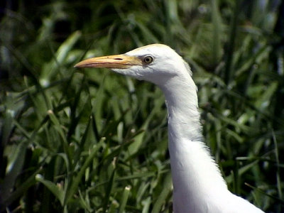 Kohger Cattle Egret Bubulcus ibis