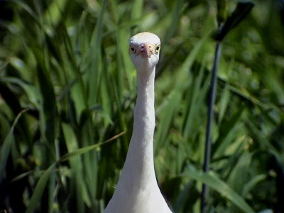 Kohger Cattle Egret Bubulcus ibis