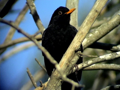 Koltrast Blackbird Turdus merula