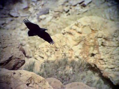 Kortstjrtad korp Fan-tailed Raven Corvus rhipdurus