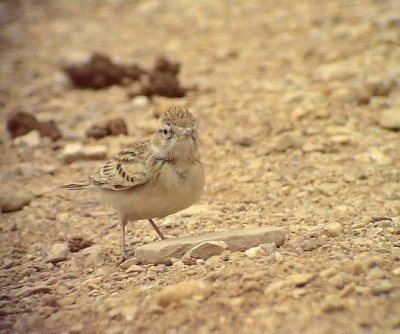 Korttlrka Greater Short-toed Lark Calandrella brachydactyla