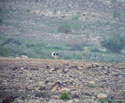 Kragtrapp Macqueen's Bustard Chlamydotis maqueenii