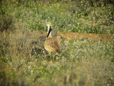 Kragtrapp Macqueen's Bustard Chlamydotis maqueenii