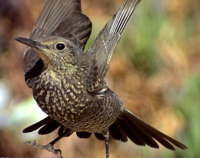 Bltrast Monticola solitarius Blue Rock Thrush