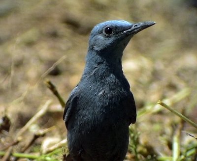 Bltrast Monticola solitarius Blue Rock Thrush