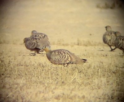 KronflyghnaCrowned Sandgrouse Pterocles coronatus